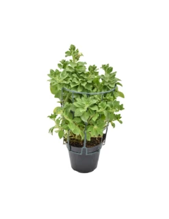 Plantes & Nature Boutique -Plantes & Nature Boutique surfinia v 14 lemon 1