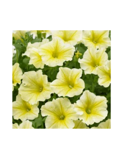 SURFINIA - LEMON Diametro Vaso 14 Cm