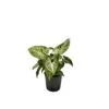 SYNGONIUM 'ARROW' Diametro Vaso 13/12 Cm 1 SYNGONIUM 'ARROW' Diametro Vaso 13/12 Cm -Plantes & Nature Boutique syngonium arrow diametro vaso 1312 cm