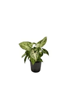 SYNGONIUM 'ARROW' Diametro Vaso 13/12 Cm