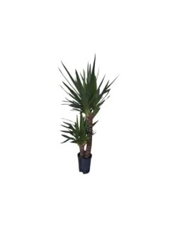 YUCCA ELEPHANTIPES 60-30, Diametro Vaso 15/19 Cm