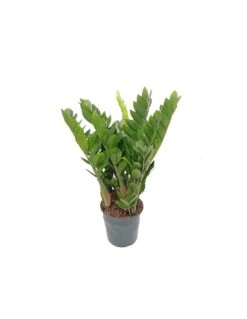 Plantes & Nature Boutique -Plantes & Nature Boutique zamioculcas zamiifolia v 19 1