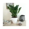 ZAMIOCULCAS ZAMIIFOLIA Dimensione Vaso 19 Cm -Plantes & Nature Boutique zamioculcas zamiifolia v 19
