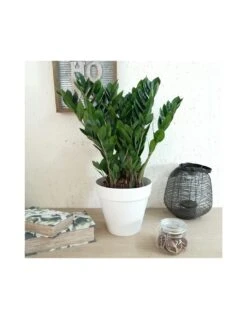 ZAMIOCULCAS ZAMIIFOLIA Dimensione Vaso 19 Cm