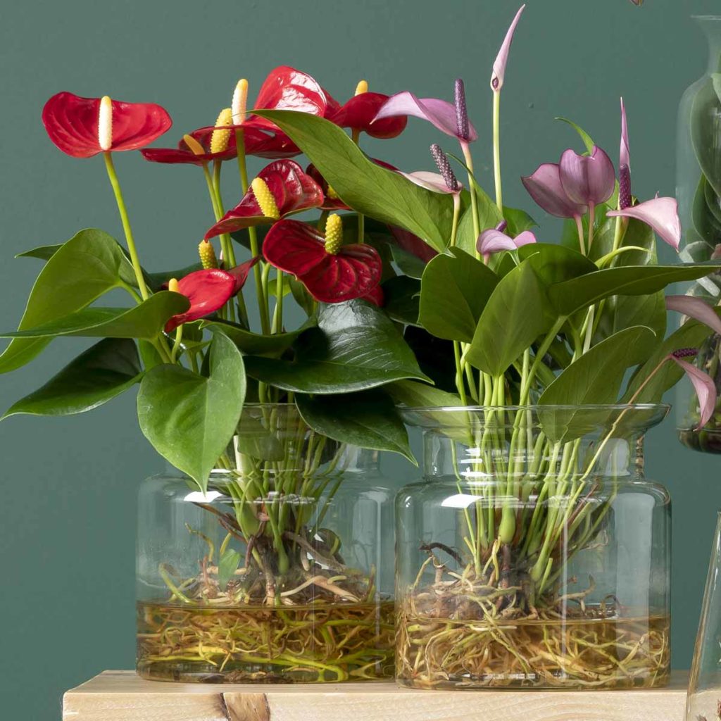 Plantes & Nature Boutique -Plantes & Nature Boutique R