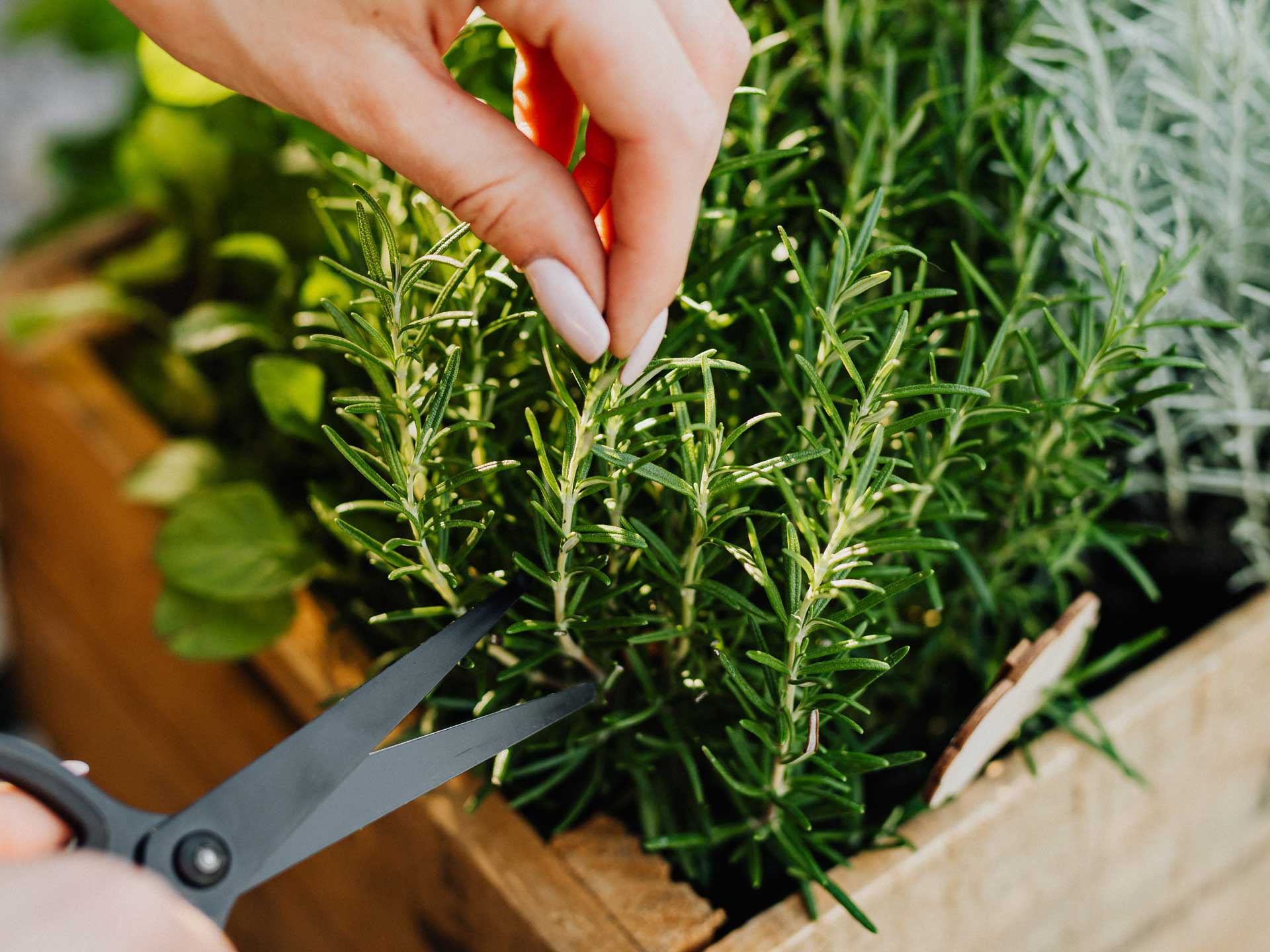 Plantes & Nature Boutique -Plantes & Nature Boutique erbe aromatiche monferrato vaso