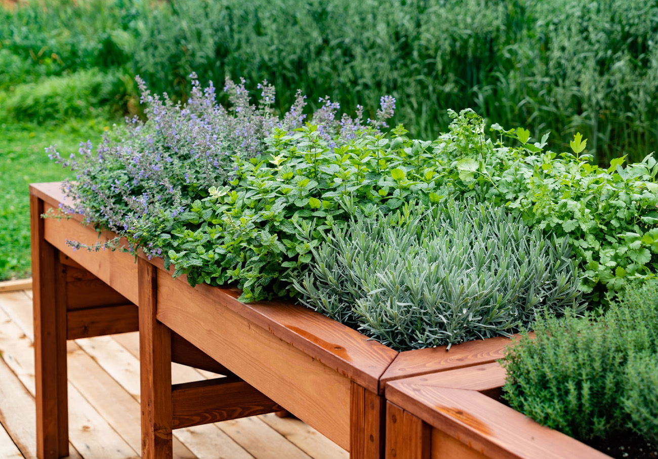 Plantes & Nature Boutique -Plantes & Nature Boutique erbe aromatiche