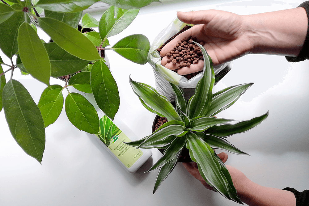 Plantes & Nature Boutique -Plantes & Nature Boutique idrocoltura argilla espansa