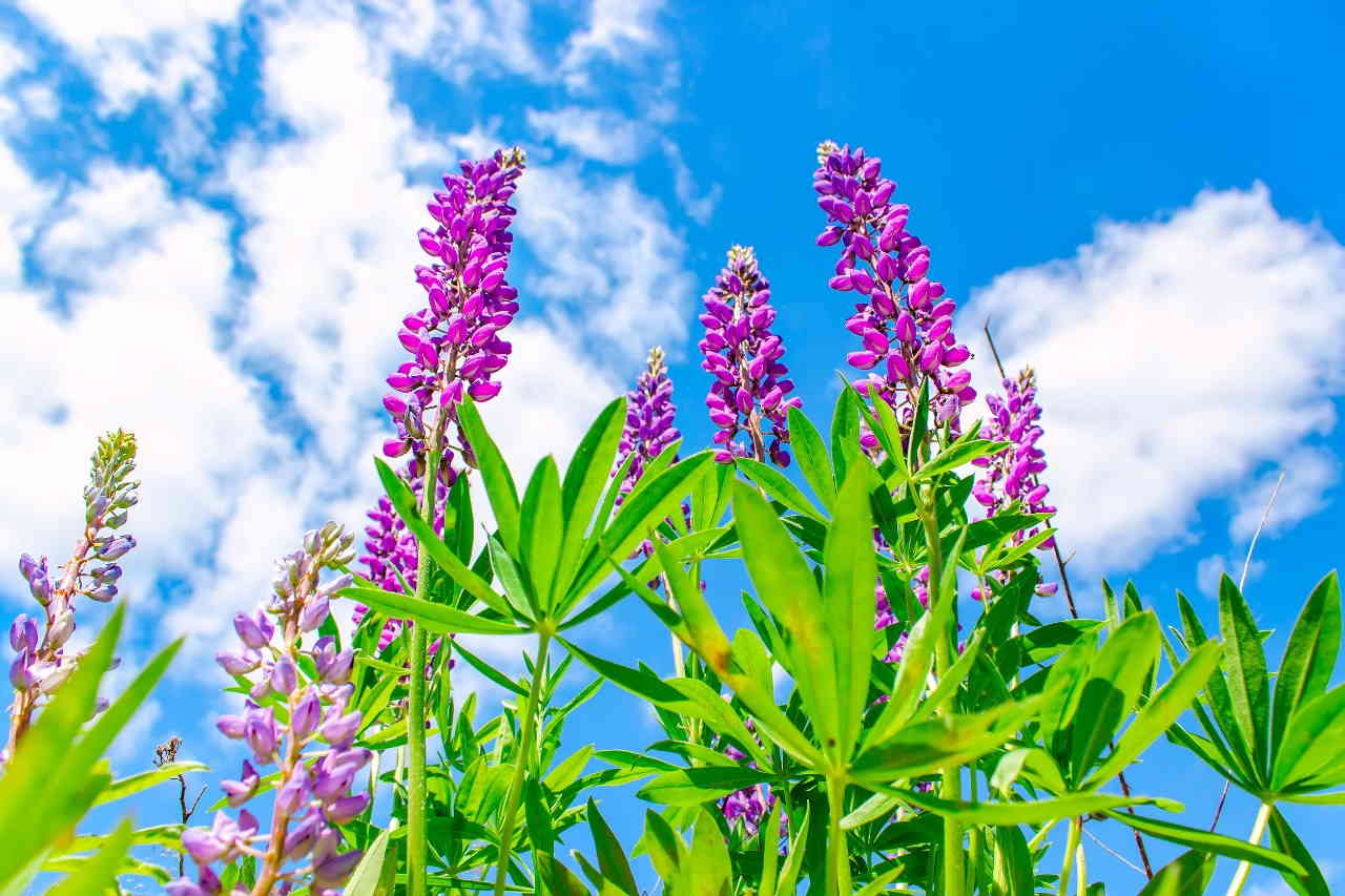 Plantes & Nature Boutique -Plantes & Nature Boutique lupini fiori